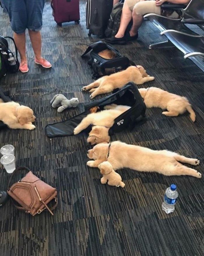 Adorable puppies sleeping on the floor at an airport near luggage and people's legs.