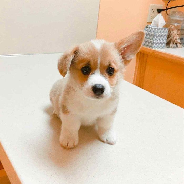 Cute puppy sitting on a table, looking up with one ear perked.