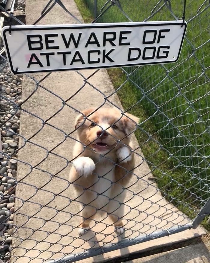 Cute puppy smiling behind a fence with a "Beware of Attack Dog" sign.
