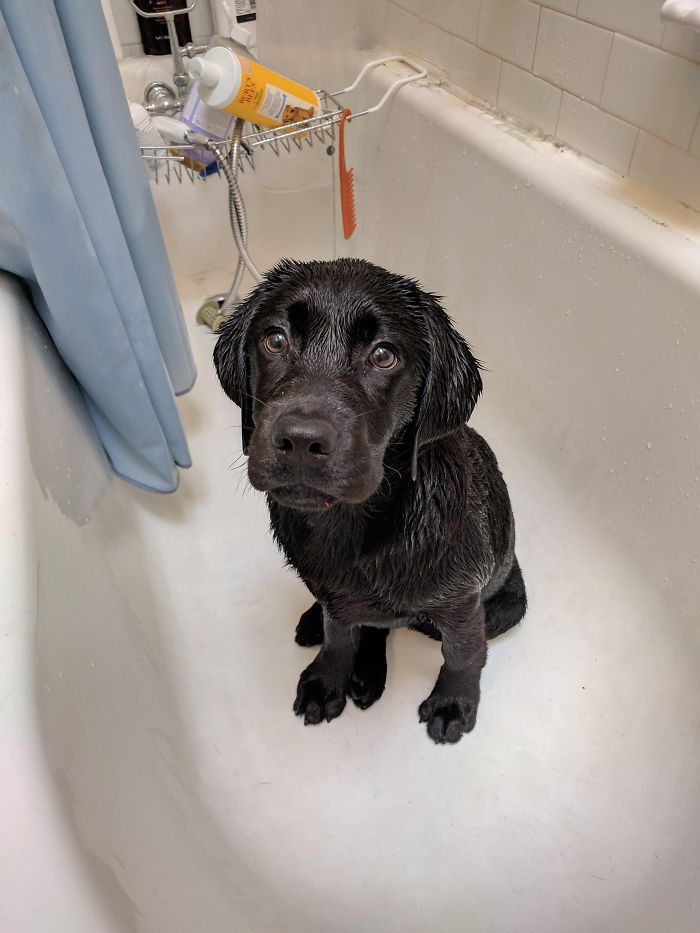 Wet puppy sitting in a bathtub, with a shampoo bottle and a comb in the background, looking up adorably.