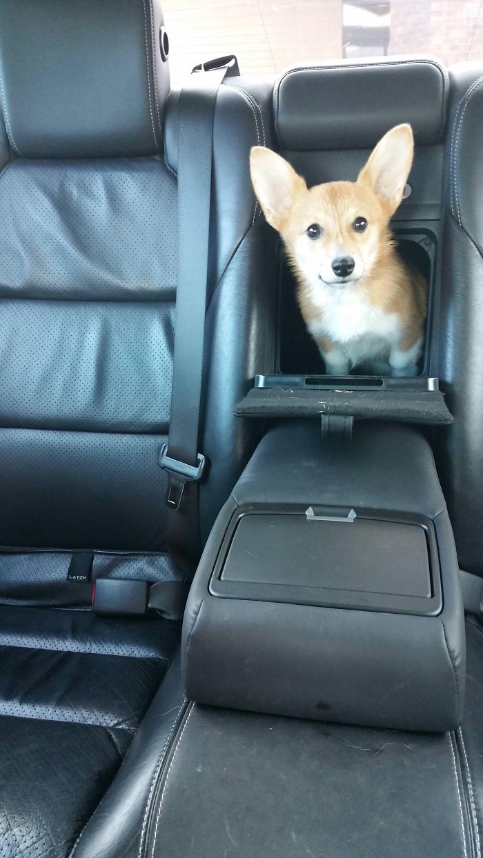 Cute puppy peeking through a car seat, showcasing one of the cutest puppies ever.