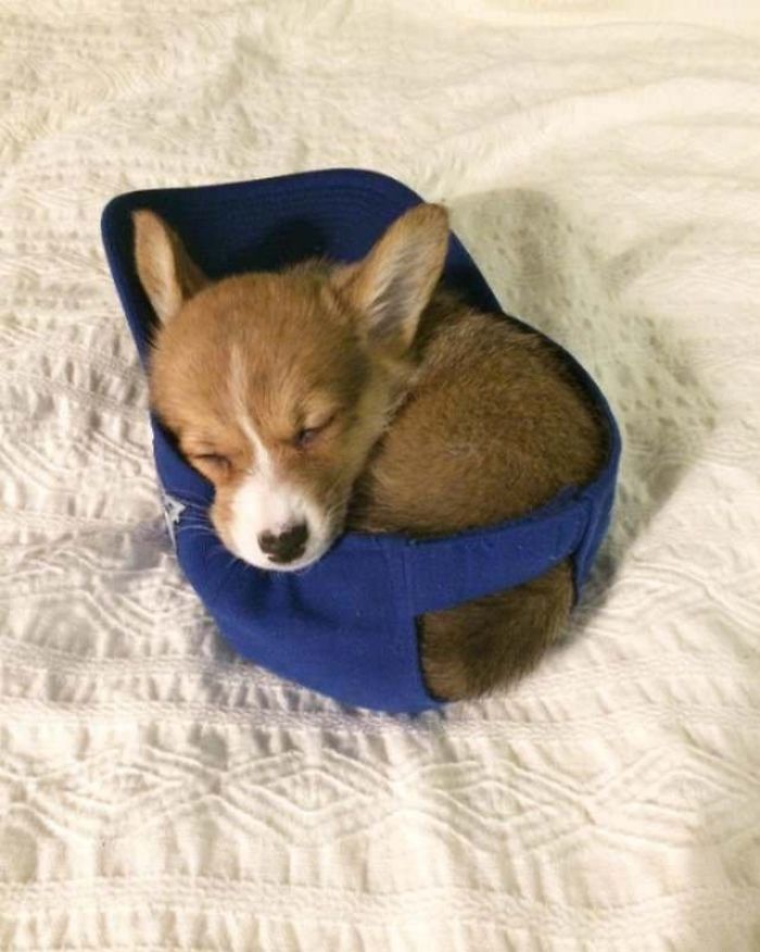 Cute puppy sleeping inside a blue hat on a bed.