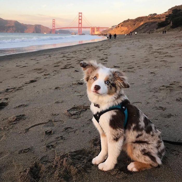 Cute puppy sitting on a sandy beach with the Golden Gate Bridge in the background.