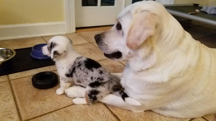 Cute puppies sitting together on a tiled floor.