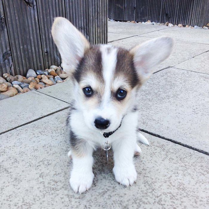 Adorable puppy with big ears sitting on a patio.