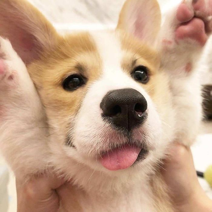 Cute puppy with fluffy ears and tongue out, looking playfully at the camera.