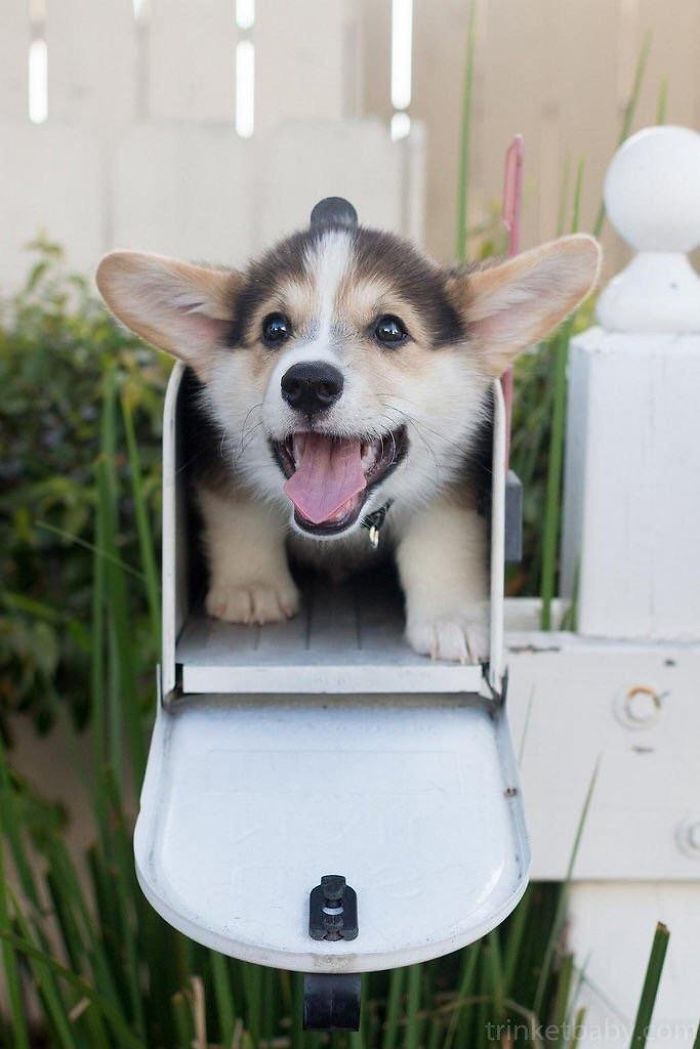 Cute puppy sitting inside a mailbox, looking happy with ears perked up.