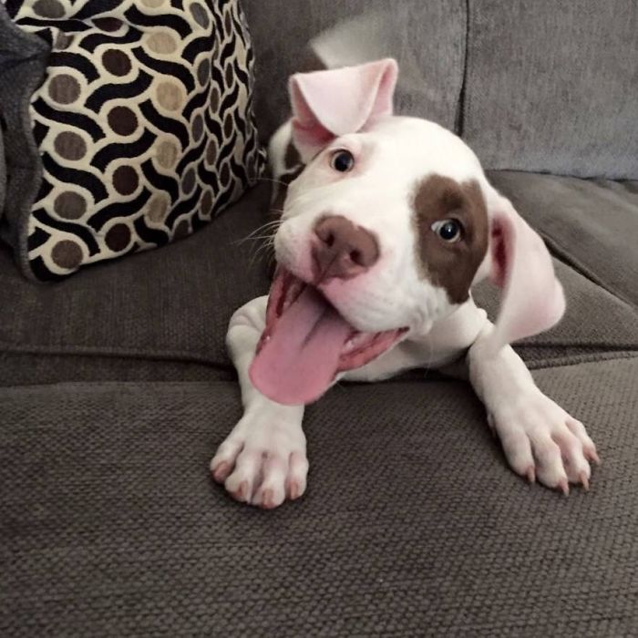 Cute puppy with a brown spot and floppy ears playing on a gray couch.