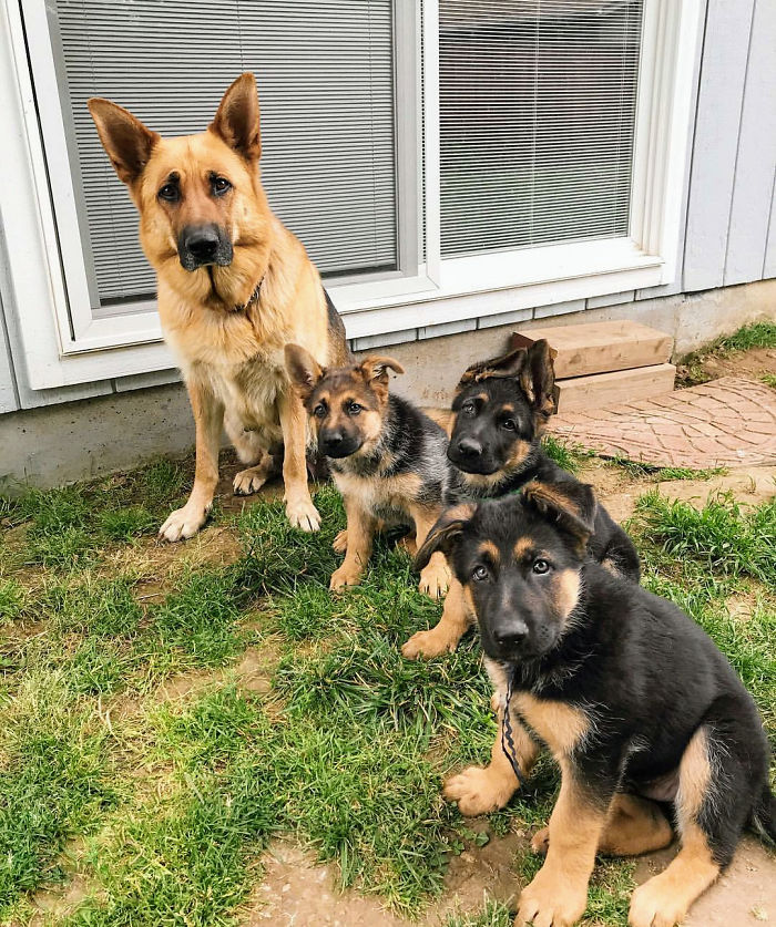 Cute puppies and their mother sitting on the grass in front of a window.