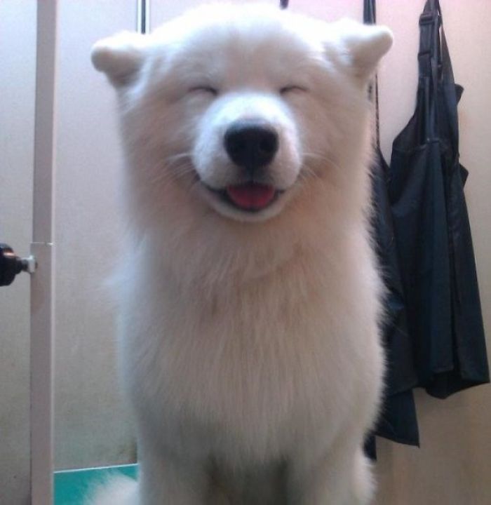 A fluffy white puppy with a joyful smile, eyes closed, showcasing its cuteness.
