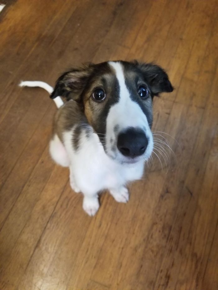 Adorable puppy with big eyes sitting on a wooden floor.