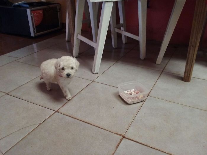 Cute puppy on tiled floor near a small bowl, under a white wooden chair.