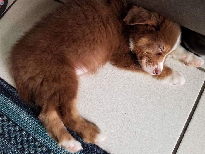 Sleeping brown puppy on tiled floor, showcasing one of the cutest puppies ever.