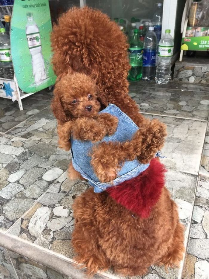 Two adorable curly-haired puppies, one wearing a blue denim vest, sitting together on a stone floor.