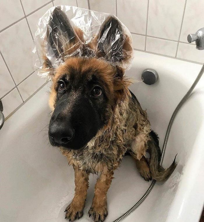 Cute puppy in a bathtub wearing a shower cap, looking up with wet fur.