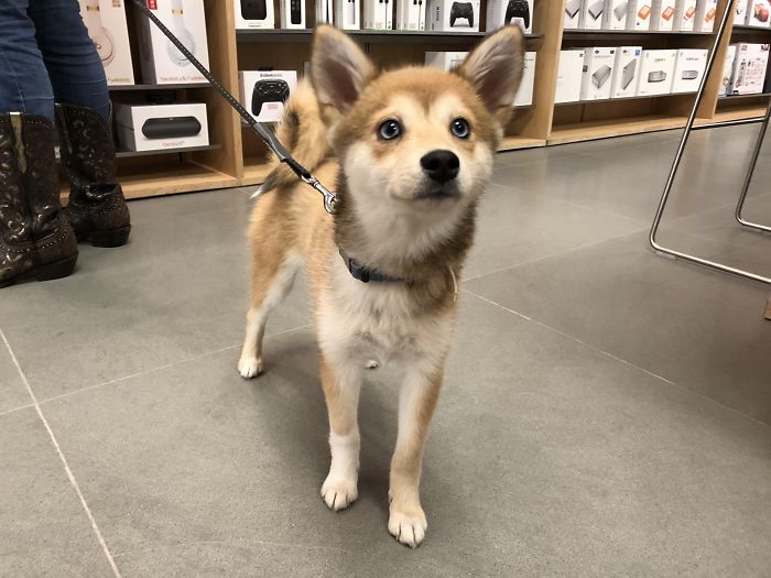 Cute puppy with bright blue eyes on a leash, standing indoors near shelves.