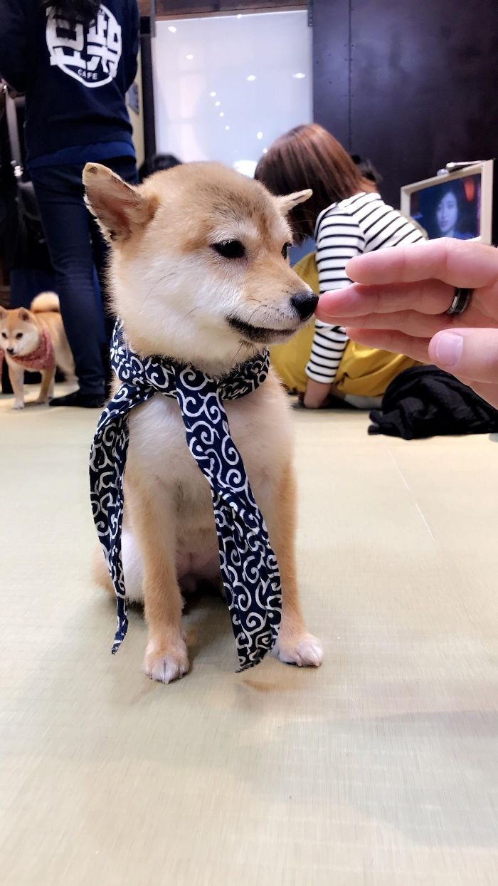 Cute puppy wearing a patterned scarf, being petted on its head indoors.