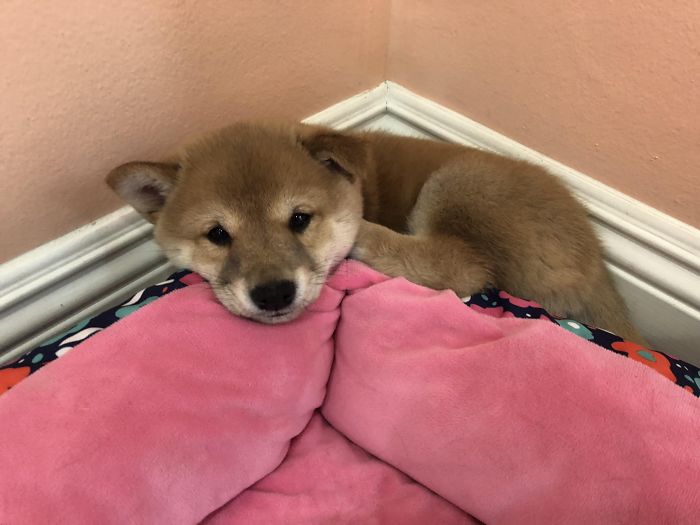 A cute puppy resting on a pink cushion in a corner.