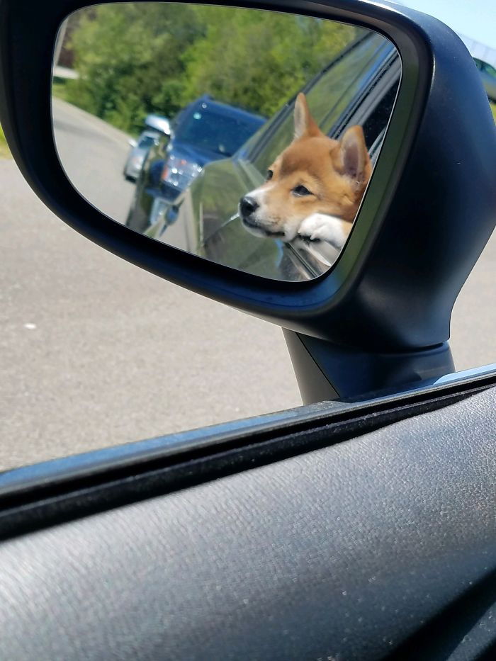 Cute puppy looking out a car window reflected in a side mirror.