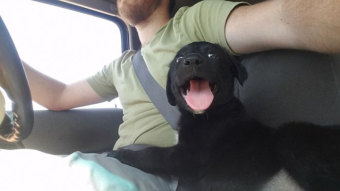 Cute puppy with tongue out, sitting in a car with a smiling person driving.