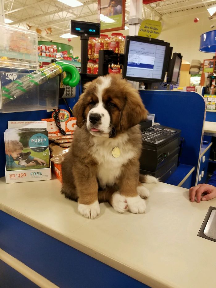 Cute puppy sitting on a store counter near a register, surrounded by pet supplies.