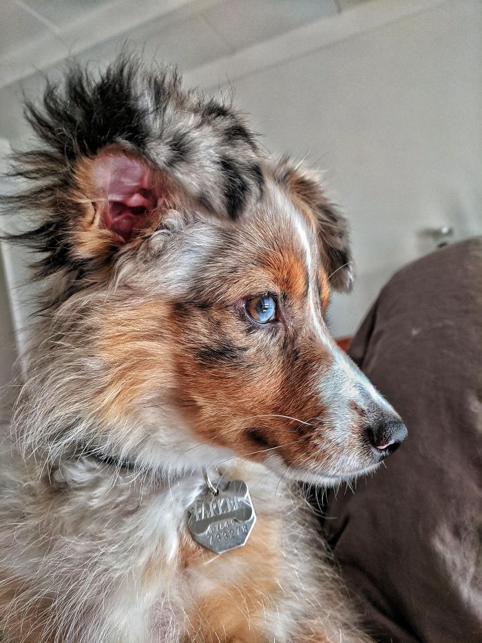 Cute puppy with blue eyes and fluffy fur wearing a collar, looking attentively to the side.