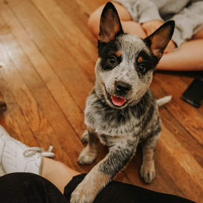 A cute puppy with black and white fur, sitting on a wooden floor, looking up with ears perked.