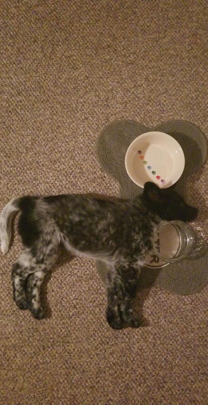 Cute puppy sleeping beside a water bowl on carpet.