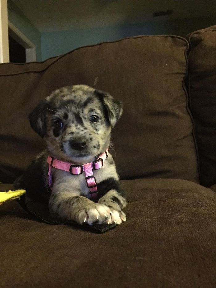 Merle puppy with a pink harness sitting on a brown couch looking adorably cute.