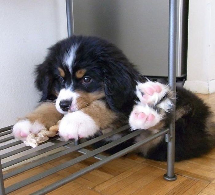 Cute puppy resting with paws up on a metal shelf.