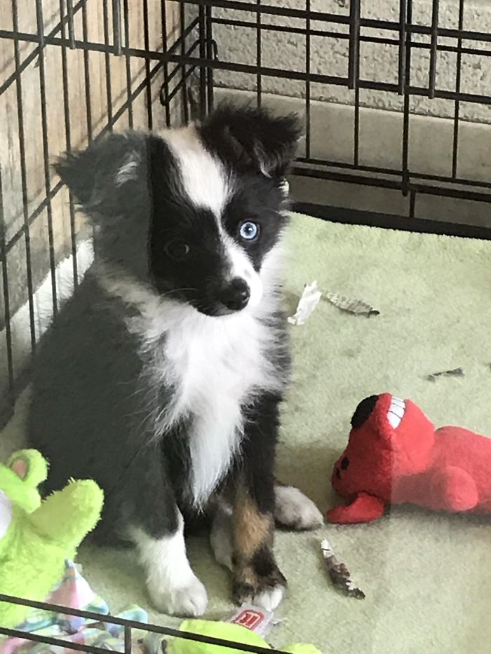 A cute black and white puppy with blue eyes sitting in a crate, surrounded by colorful toys.