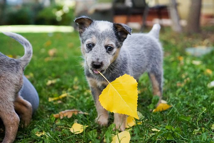 Cute puppy playing with a yellow leaf on green grass.
