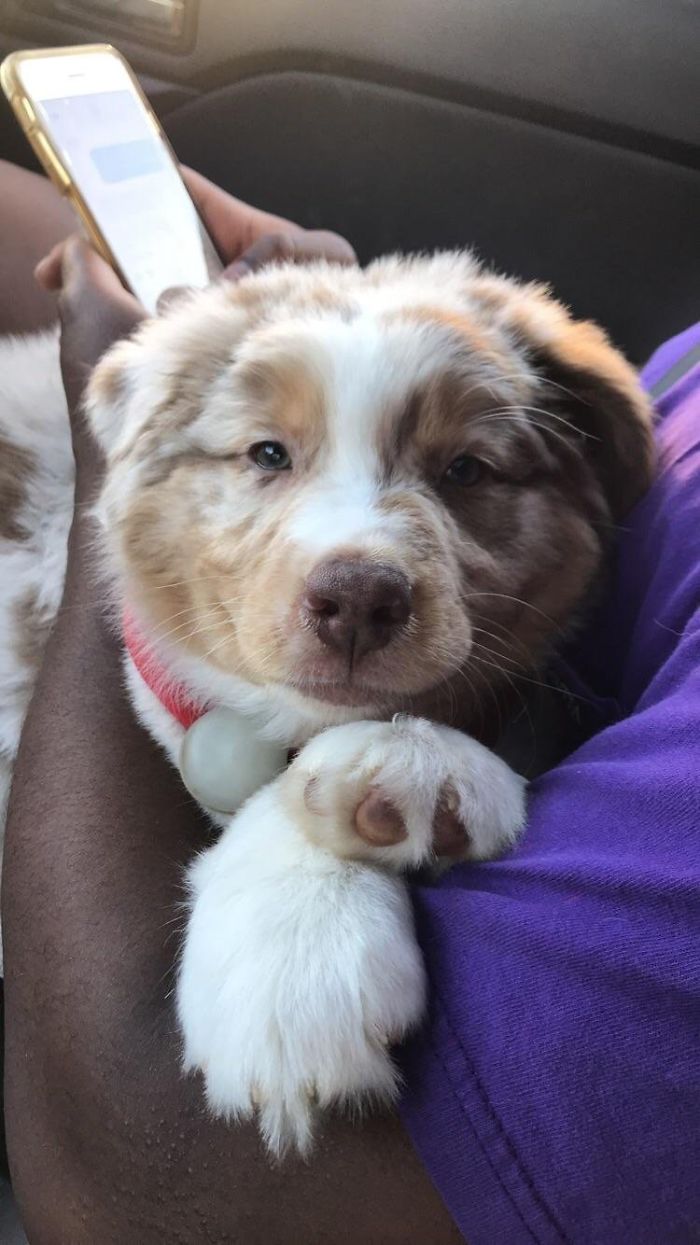 Cute puppy resting on someone's arm, wearing a red collar, with a phone held nearby.