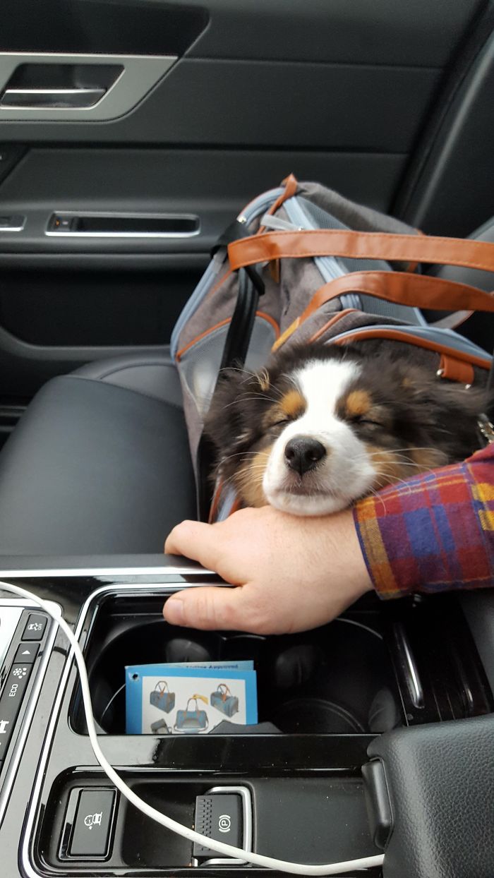 Cute puppy resting its head on a person's hand in a car, showcasing adorable pet travel moments.
