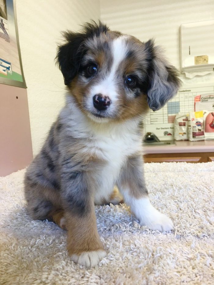 Adorable puppy with spotted fur sitting on a soft blanket, showcasing one of the cutest puppies ever.