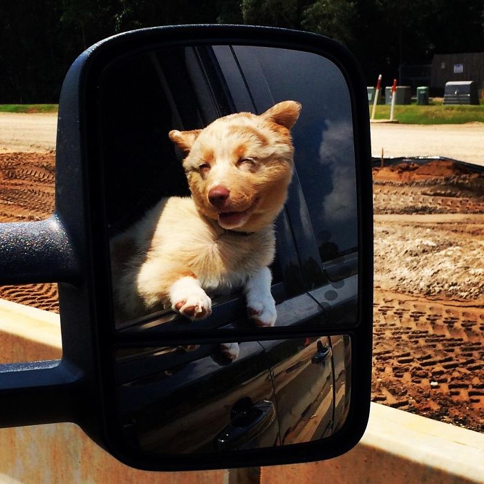 Cute puppy enjoying the breeze, looking out of a car side mirror.
