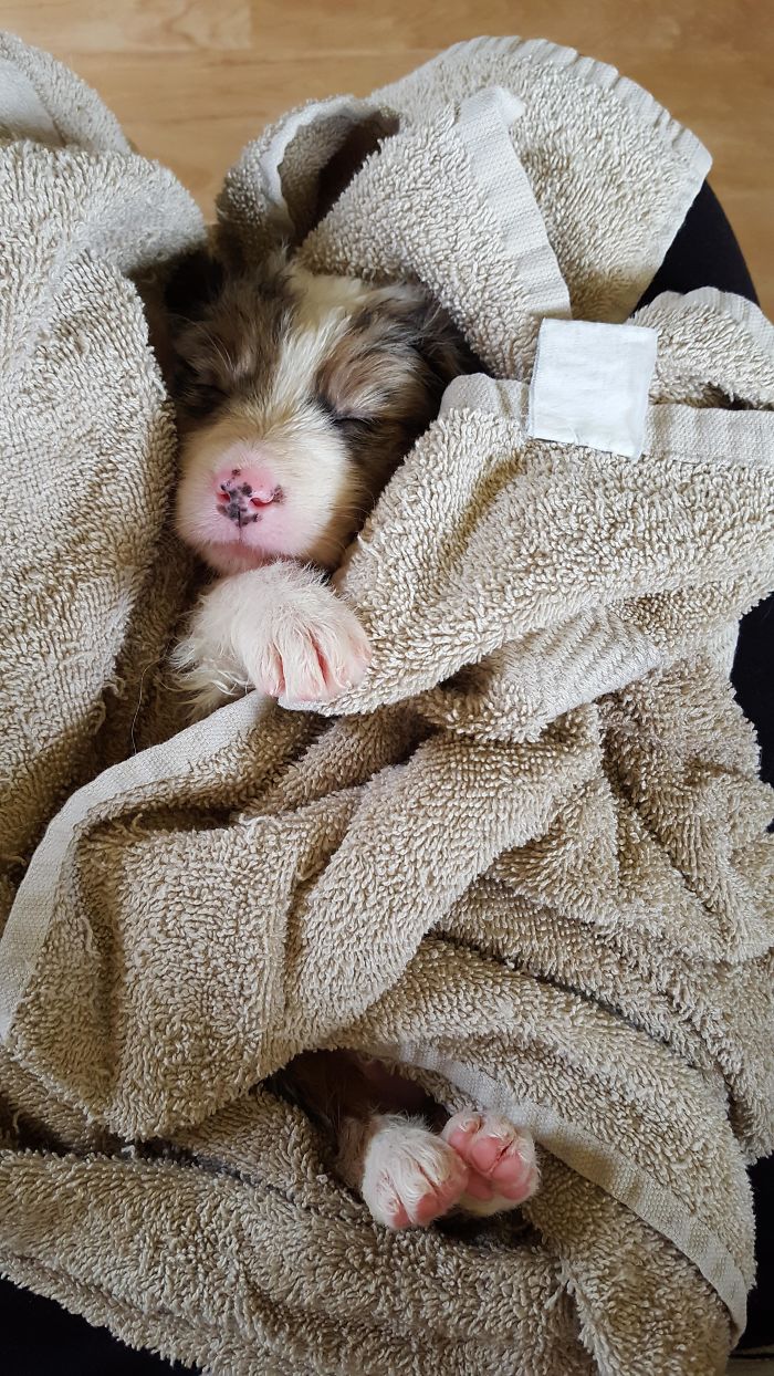 Cute puppy sleeping cozily wrapped in a soft beige towel.