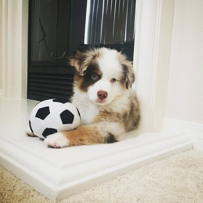 Cute puppy with a fluffy coat resting by a soccer ball indoors.