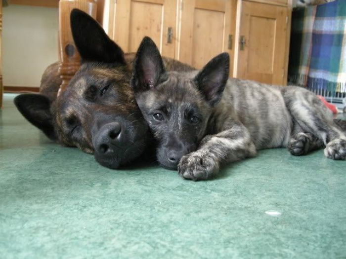 Cute puppies cuddling on a green carpet inside a cozy room.