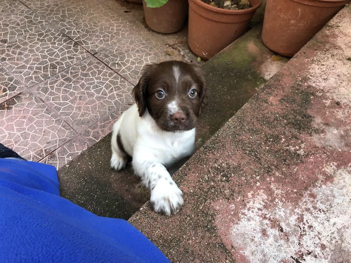 Cute puppy with brown and white fur looks over a step in a garden setting.