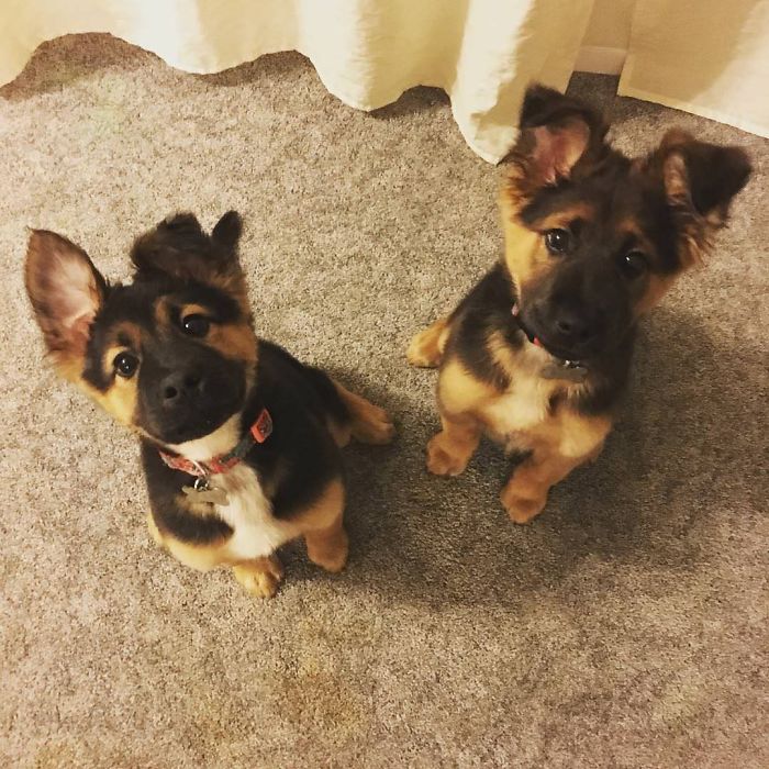 Two adorable puppies with fluffy ears sitting on a carpet, looking up curiously.