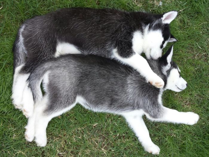 Two cute puppies snuggling on green grass.
