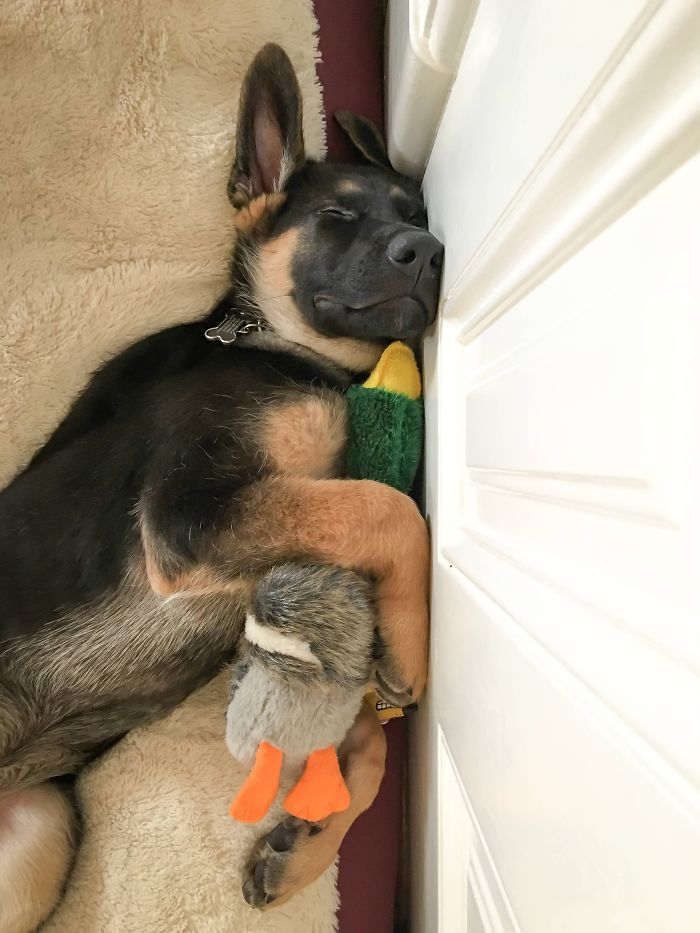 Sleeping puppy cuddling a plush toy, showcasing one of the cutest puppies ever.