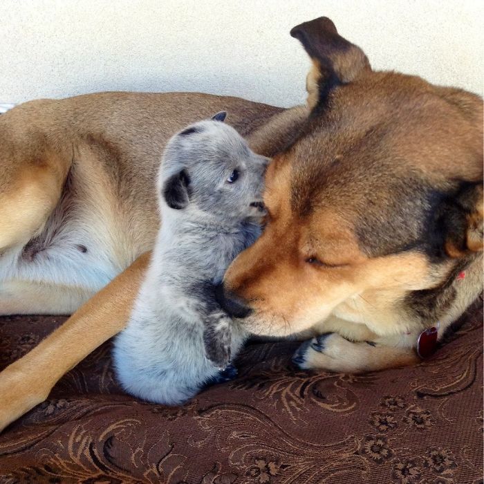 Cute puppies cuddling, with a small gray pup leaning against a larger brown dog on a patterned blanket.