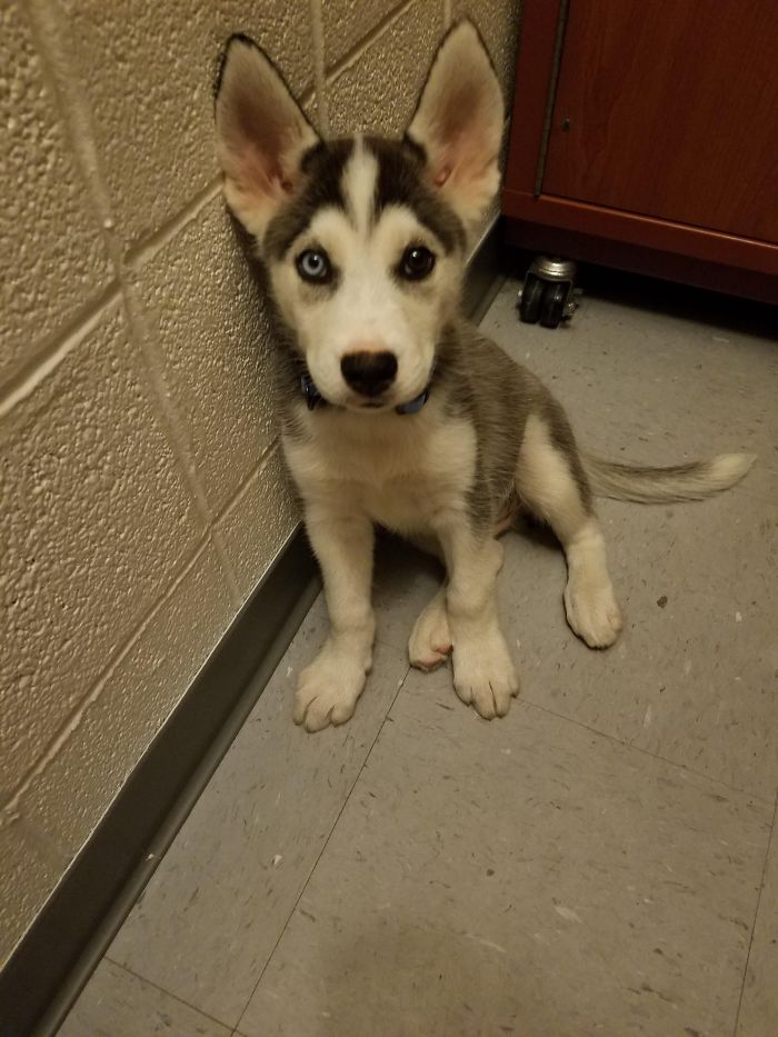 Cute puppy with mismatched eyes sitting against a wall, showcasing an adorable expression.