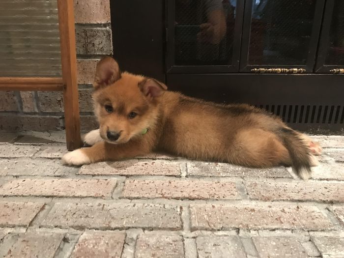 Cute puppy with fluffy brown fur lying on a brick floor by a fireplace.