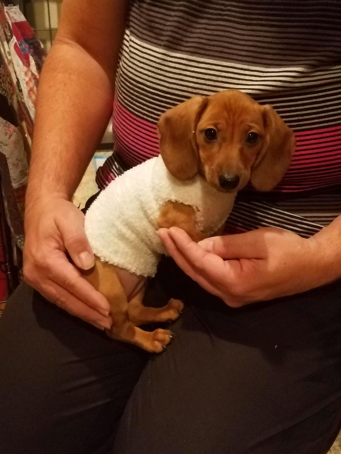 Cute puppy wrapped in a cozy white sweater, sitting on a person's lap.