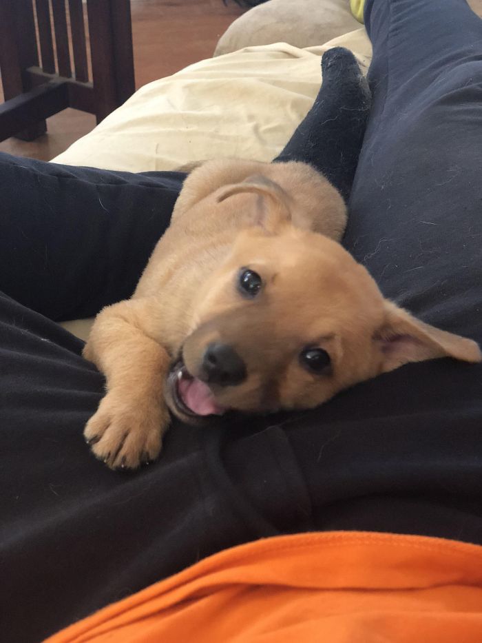 Cute puppy lying on a person's lap, playfully looking up.