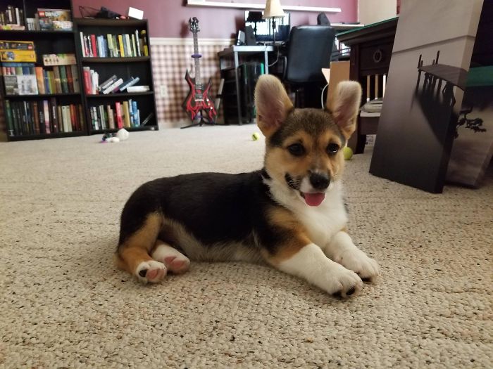 Cute puppy laying on a carpet in a cozy room with books and a guitar in the background.