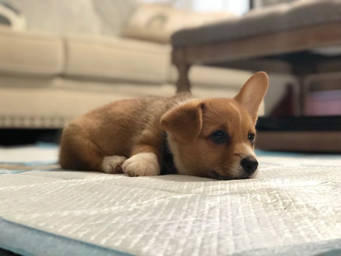 Cute puppy lying on a blanket in a cozy living room setting.